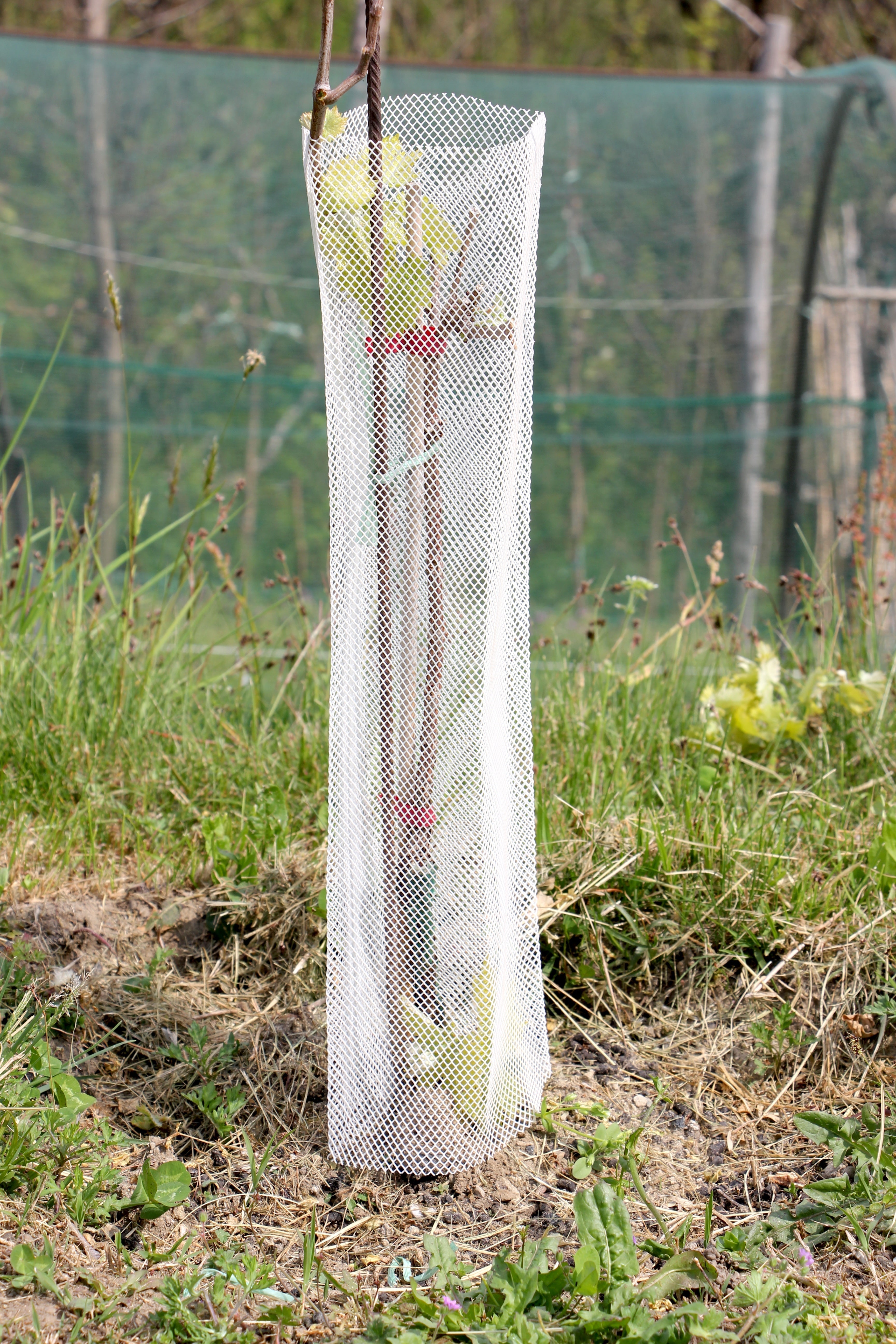 Arbrì X Mersault 1er Cru: perché uno shelter in rete biodegradabile sta diventando uno standard “di filiera” per le barbatelle