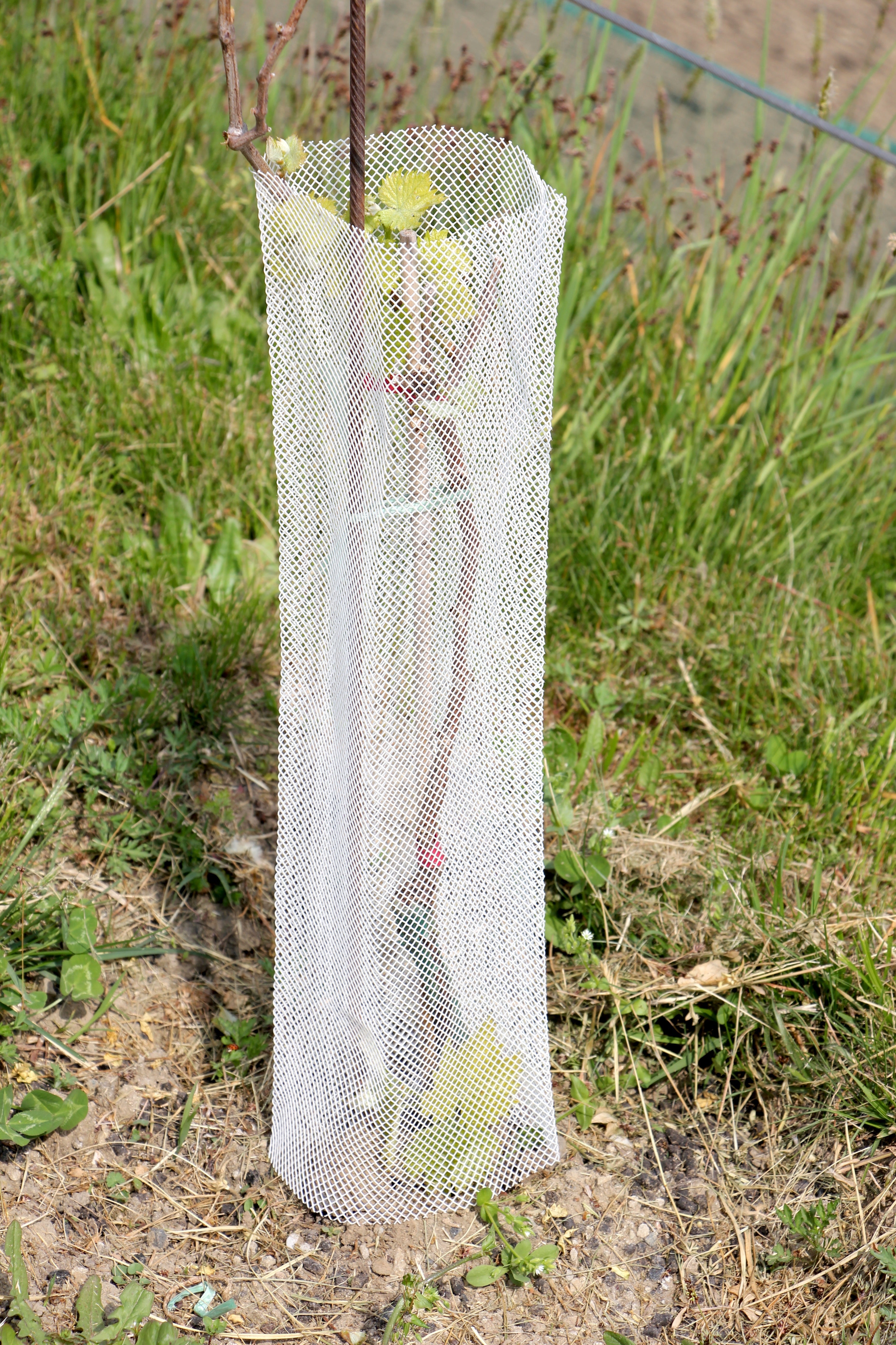 Arbrì × Meursault 1er Cru: why a biodegradable net shelter is becoming a supply-chain standard for young vines