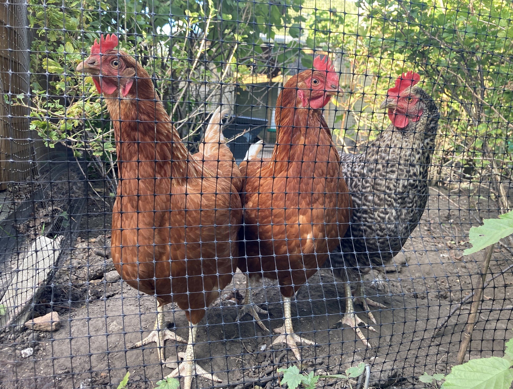 MultiFence S – Rete BiOrientata in PP, maglia 16x22mm - Arbri Store - rete in plastica