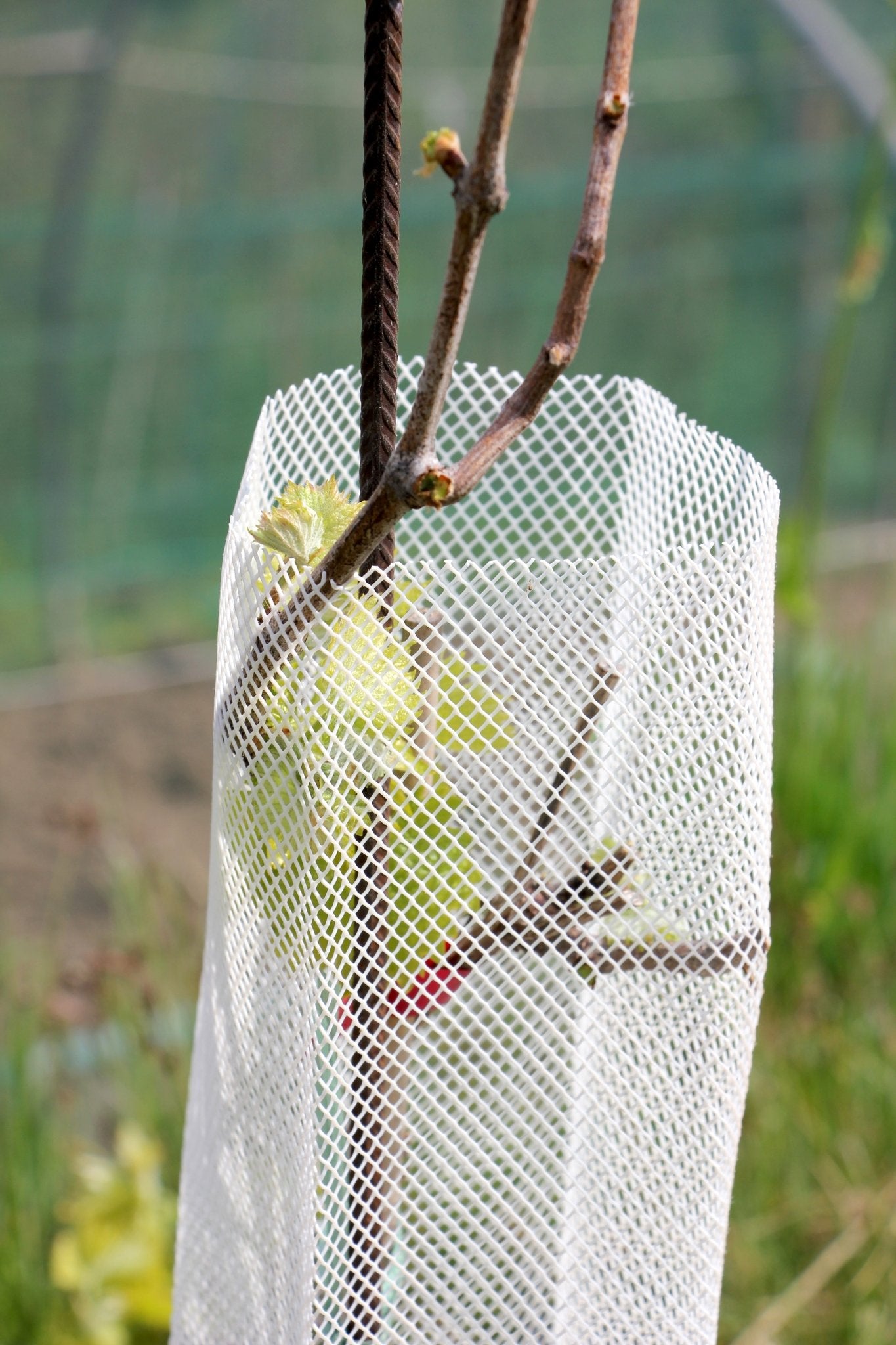 Shelter Bio RODEX – Protezione biodegradabile per piante in ambienti esigenti - Diam. 140mm - Arbri Store - Supporti per piante