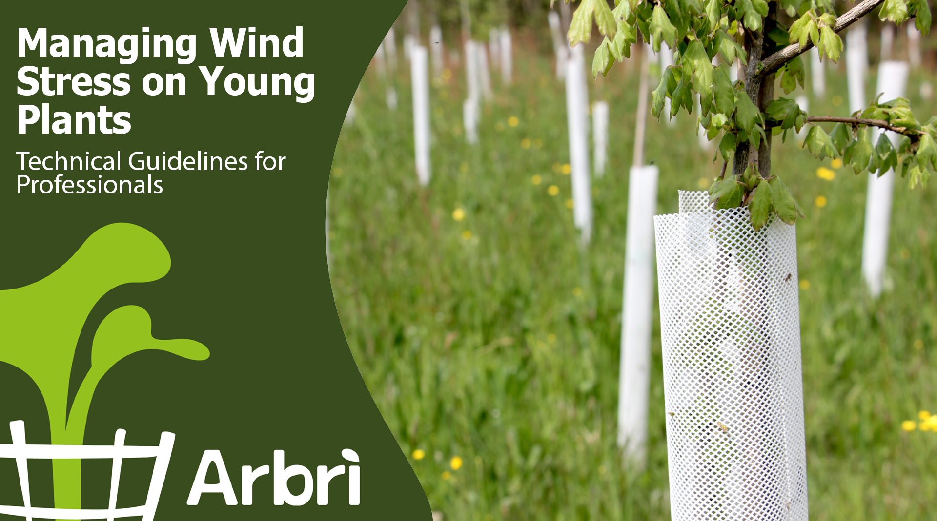 Managing Wind Stress on Young Plants: Technical Guidelines for Professionals