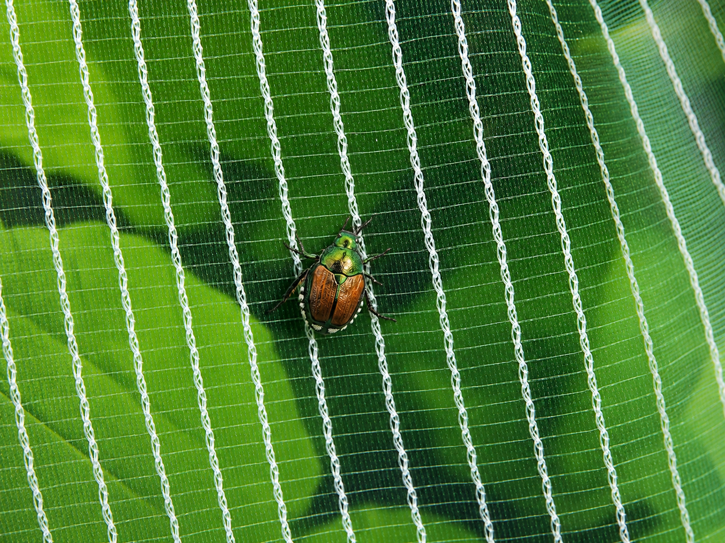 Popillia japonica nel Nord Italia: la rete Protecta PRO EXTRA come barriera di esclusione fisica