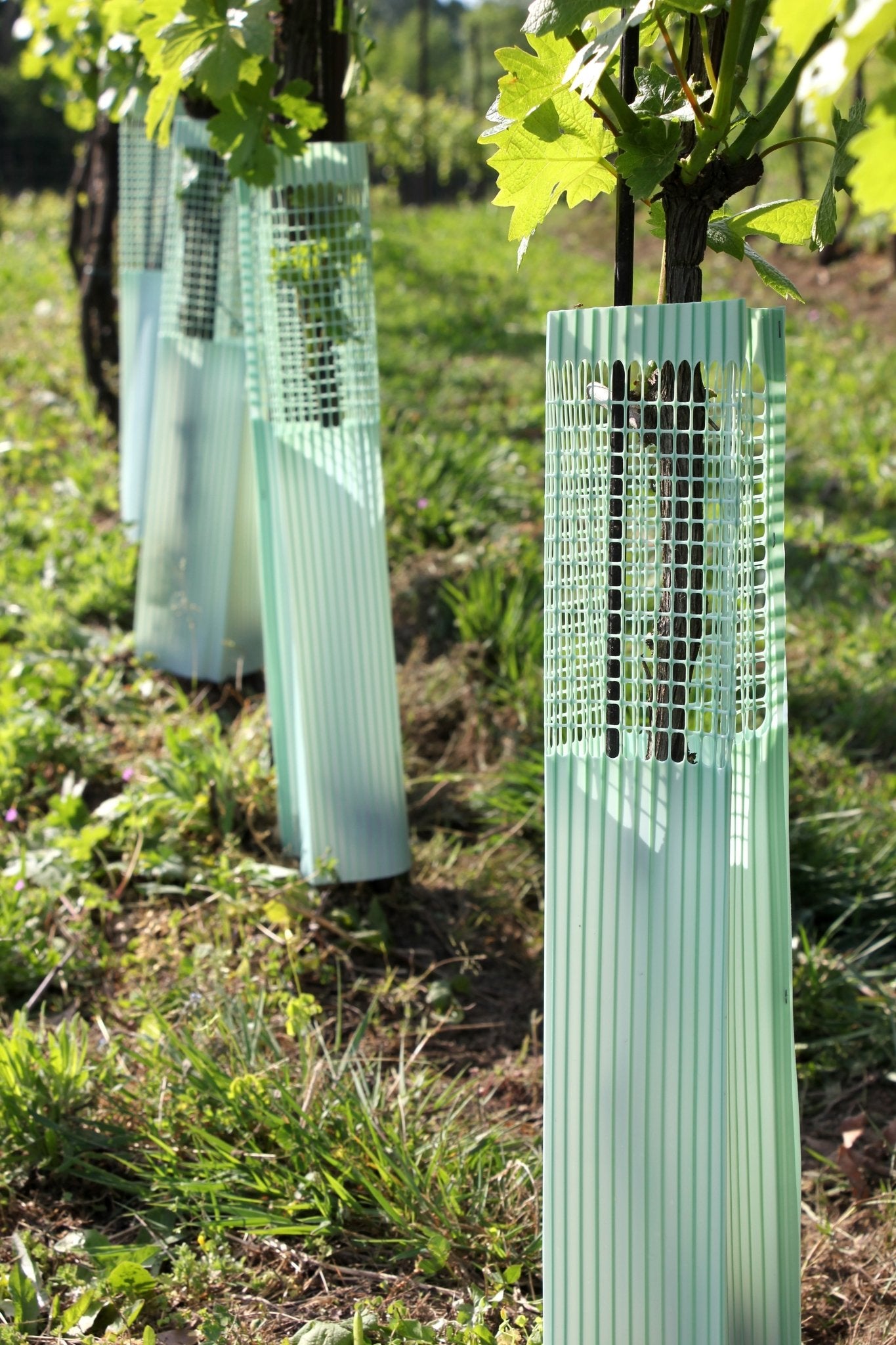 BioVinex™ en Champagne: le manchon biodégradable à double effet qui redéfinit la protection du jeune plant de Pinot Meunier - Arbri Store