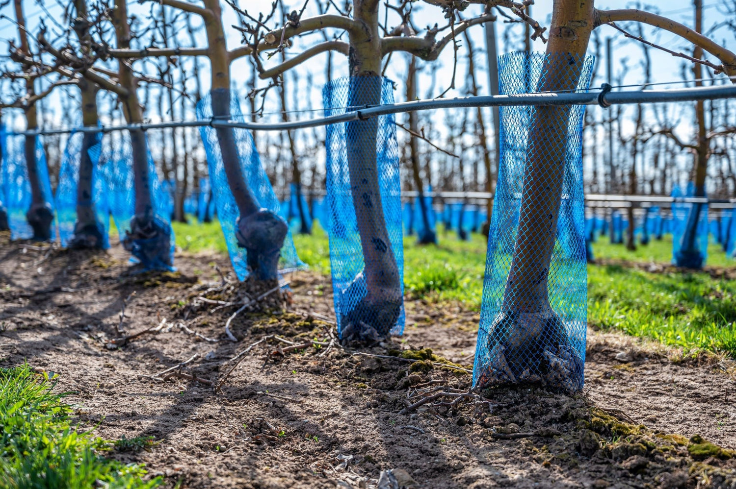 Come proteggere le giovani piante da conigli e roditori: guida pratica