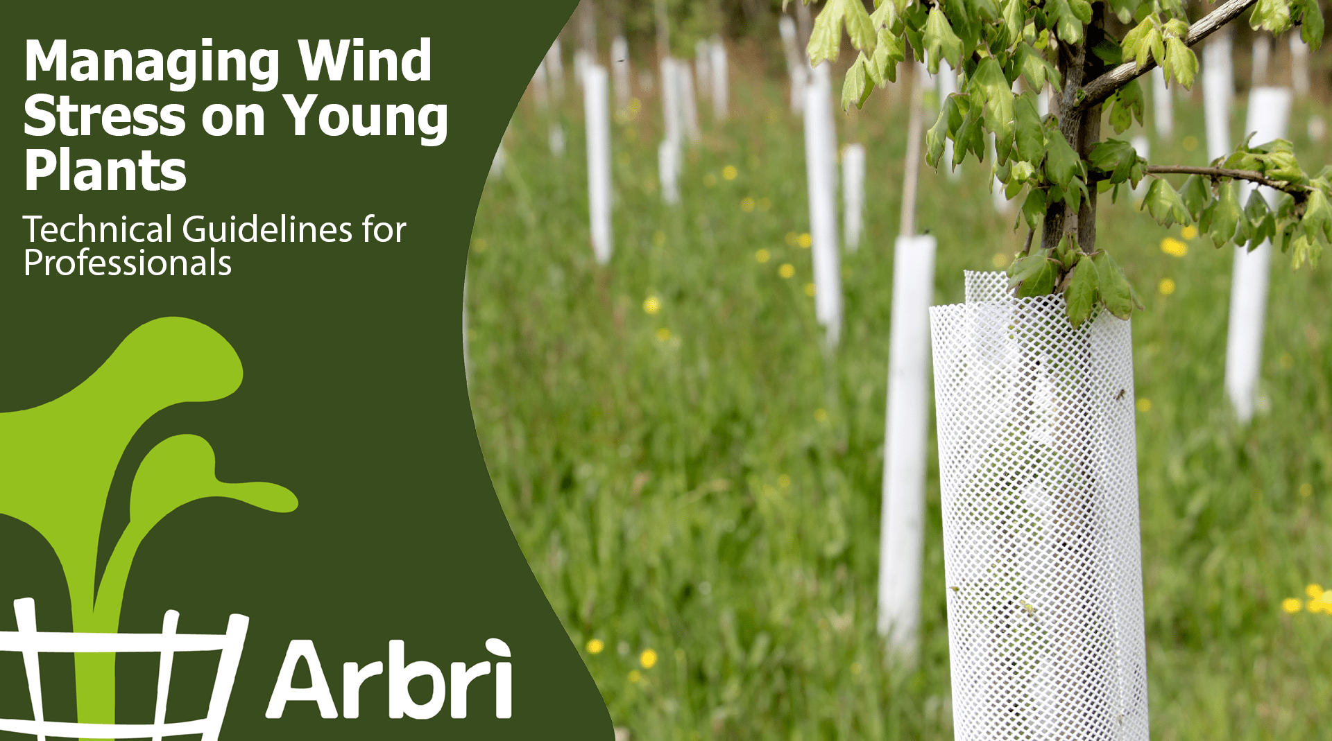 Managing Wind Stress on Young Plants: Technical Guidelines for Professionals