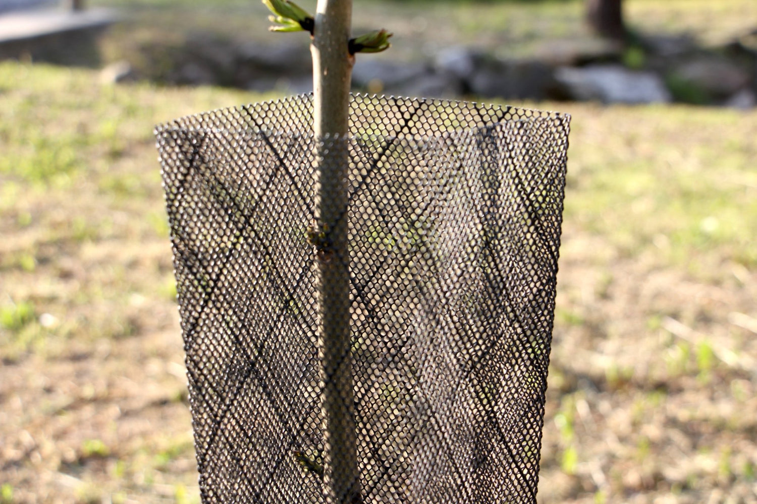 Riforestazione urbana: il dettaglio che fa la differenza (e che molti sottovalutano)