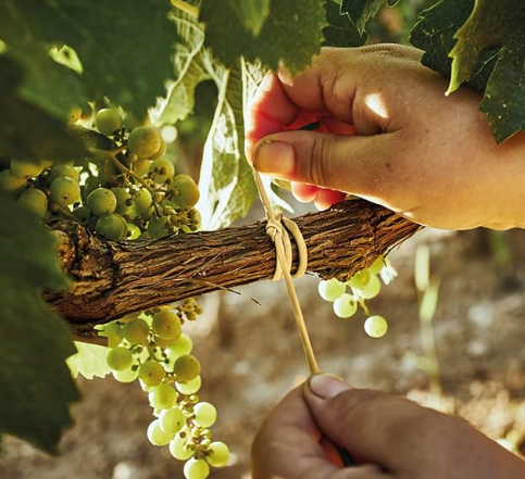 Legature e accessori per vivaismo e forestazione