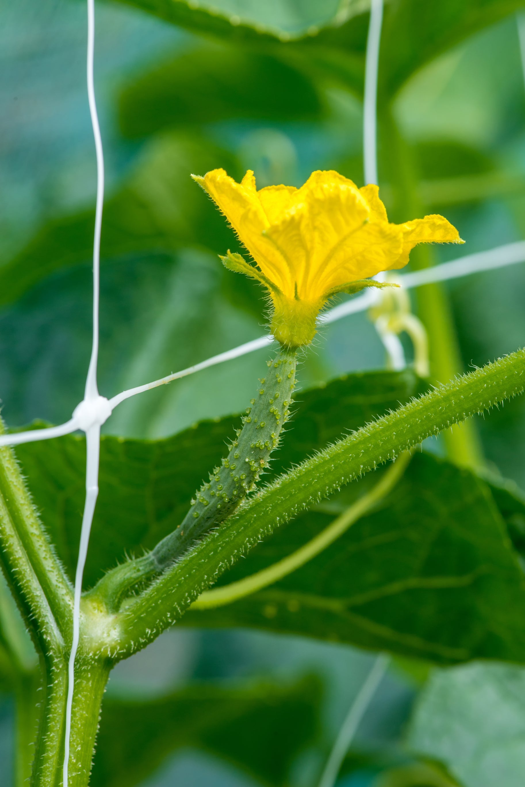 Trellix - Rete per supporto rampicanti