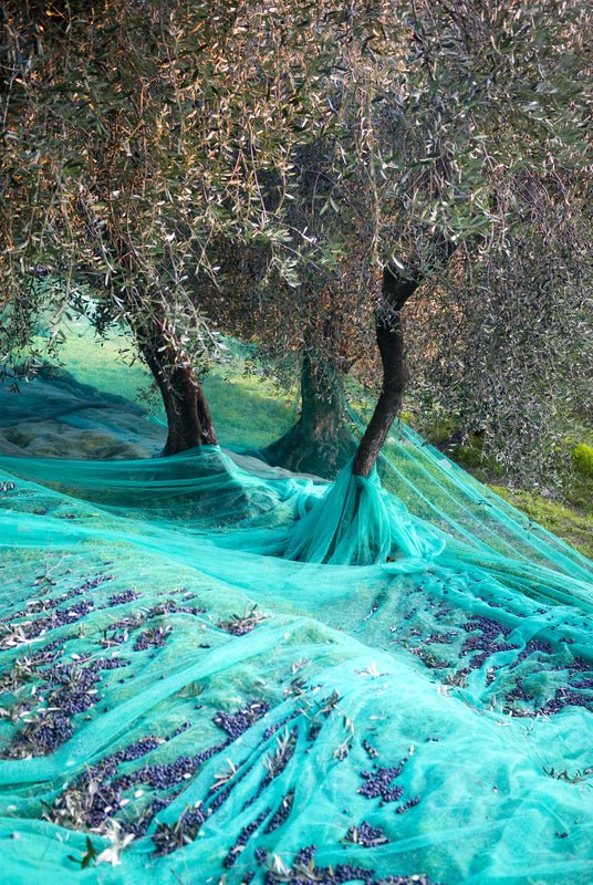 Reti per la raccolta delle olive - Arbri Store