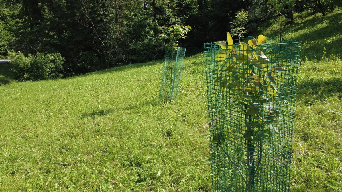 Shelter per Forestazione - Arbri Store