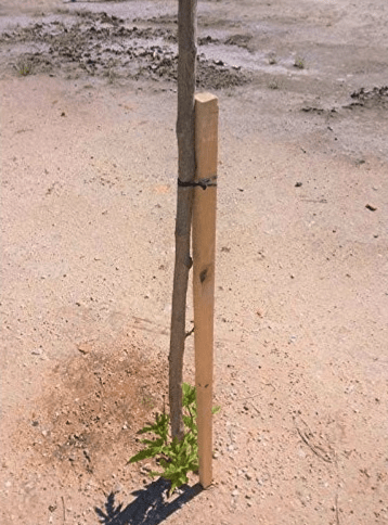 Tutori per piante - Arbri Store