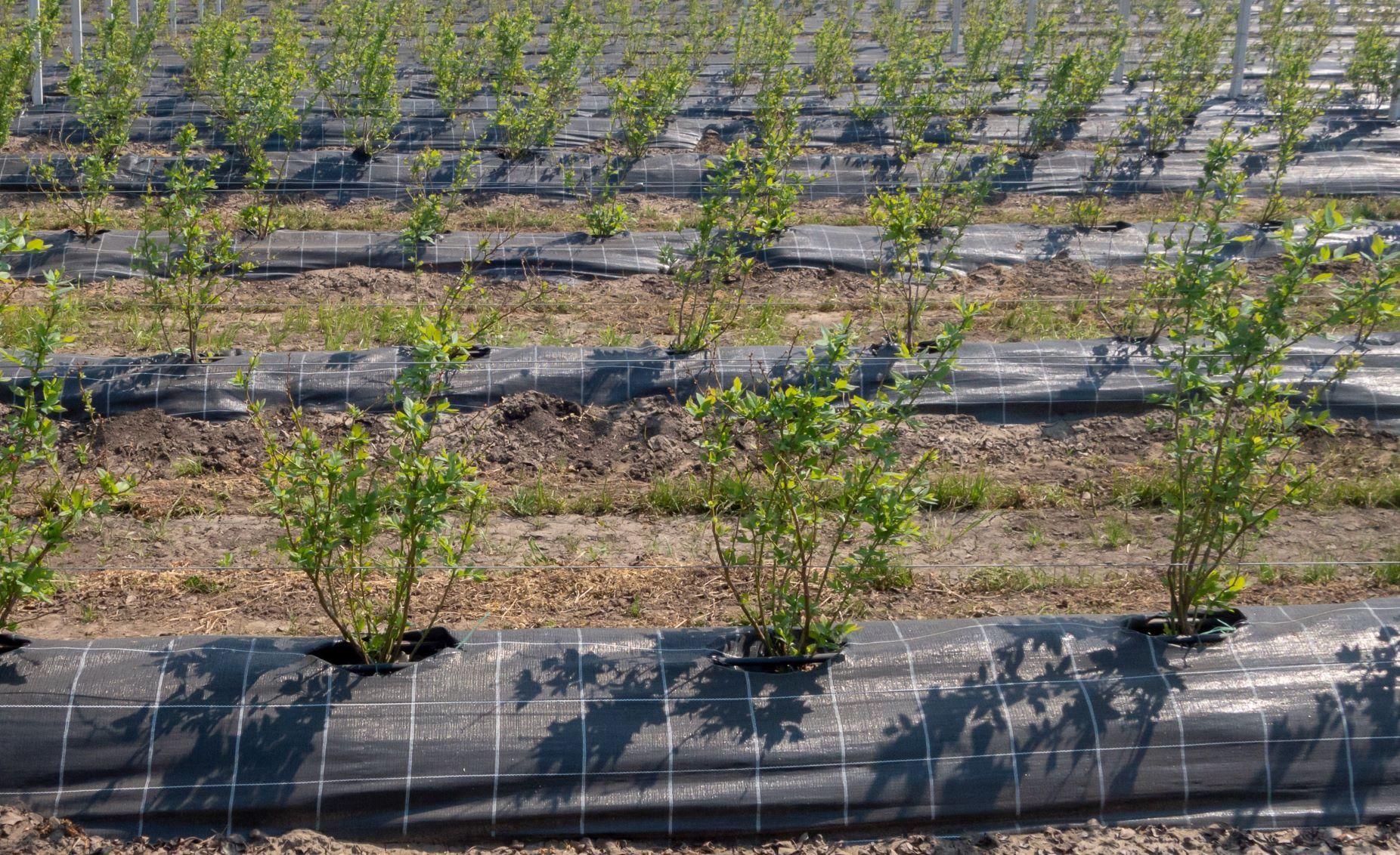 AgriCover PRO – Telo pacciamatura anti-erba professionale