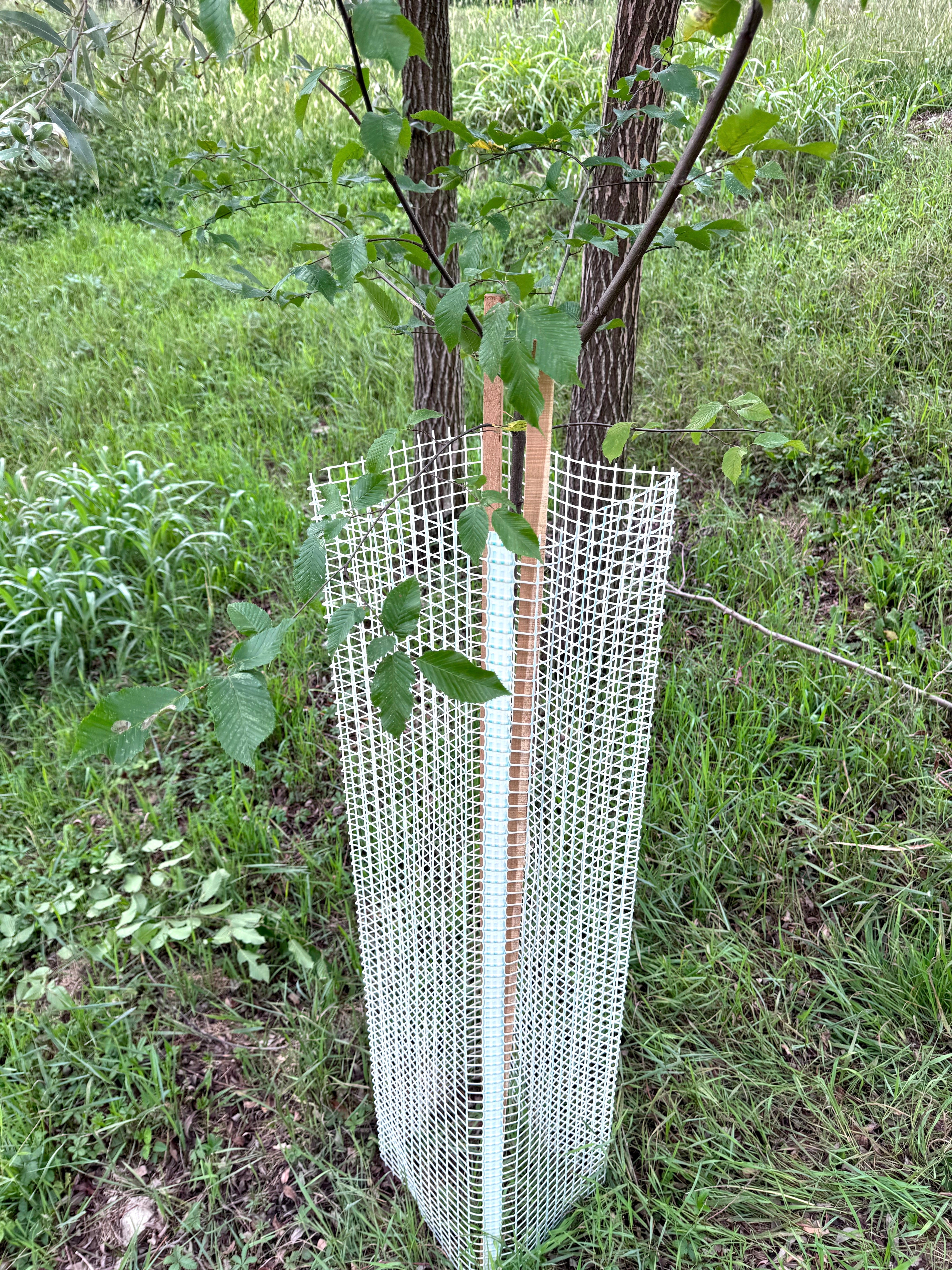 Shelter Bio SilTech 300 – Massima protezione biodegradabile per impianti forestali