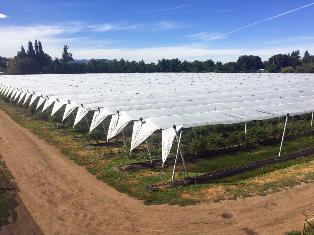 RainCover – Telo antipioggia anti-cracking per frutteto