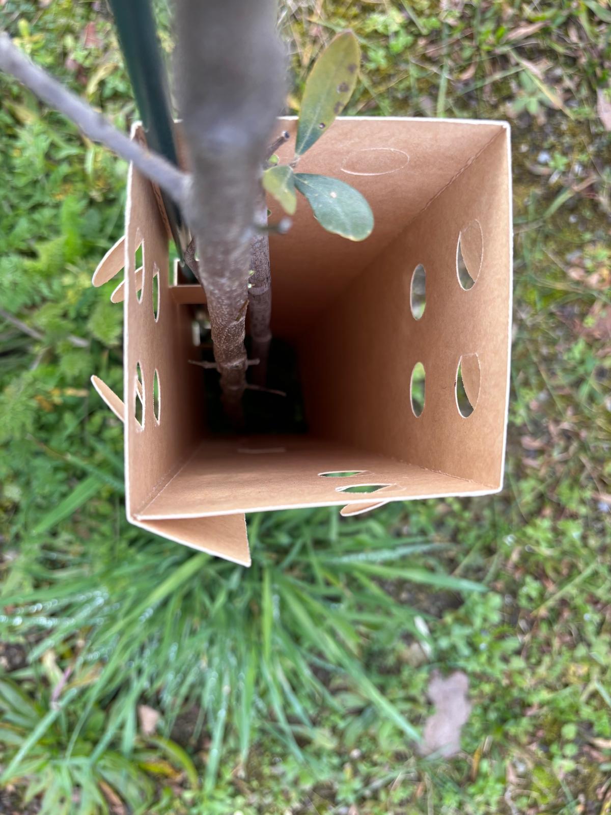 BioPaperTube – Biologisch abbaubare Papierhülle – 10 x 10 cm – 50er-Packung 