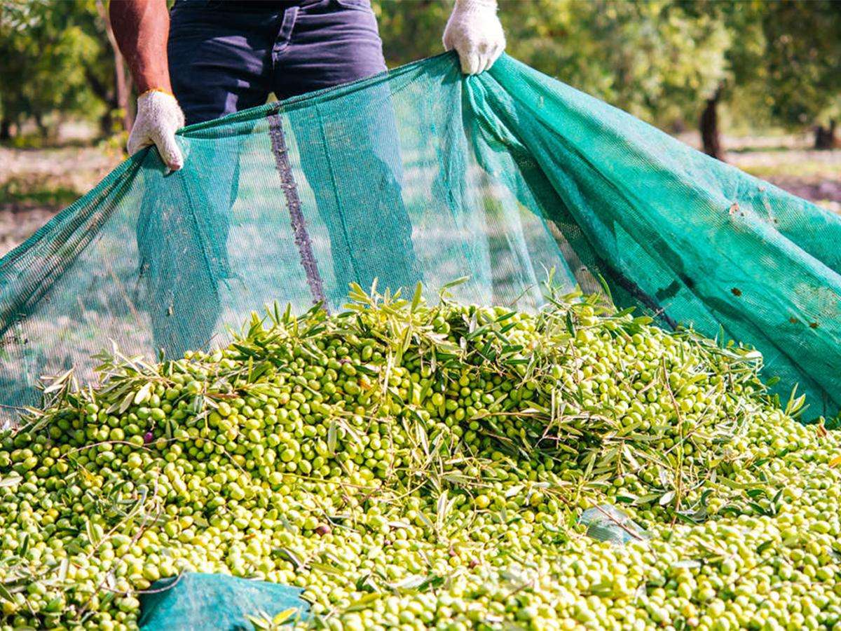 OliveNet PRO – Rete antispina pesante per raccolta olive