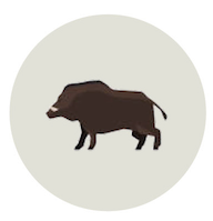 Shelter per Cinghiali