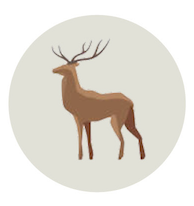 Shelter Cervi e grandi ungulati