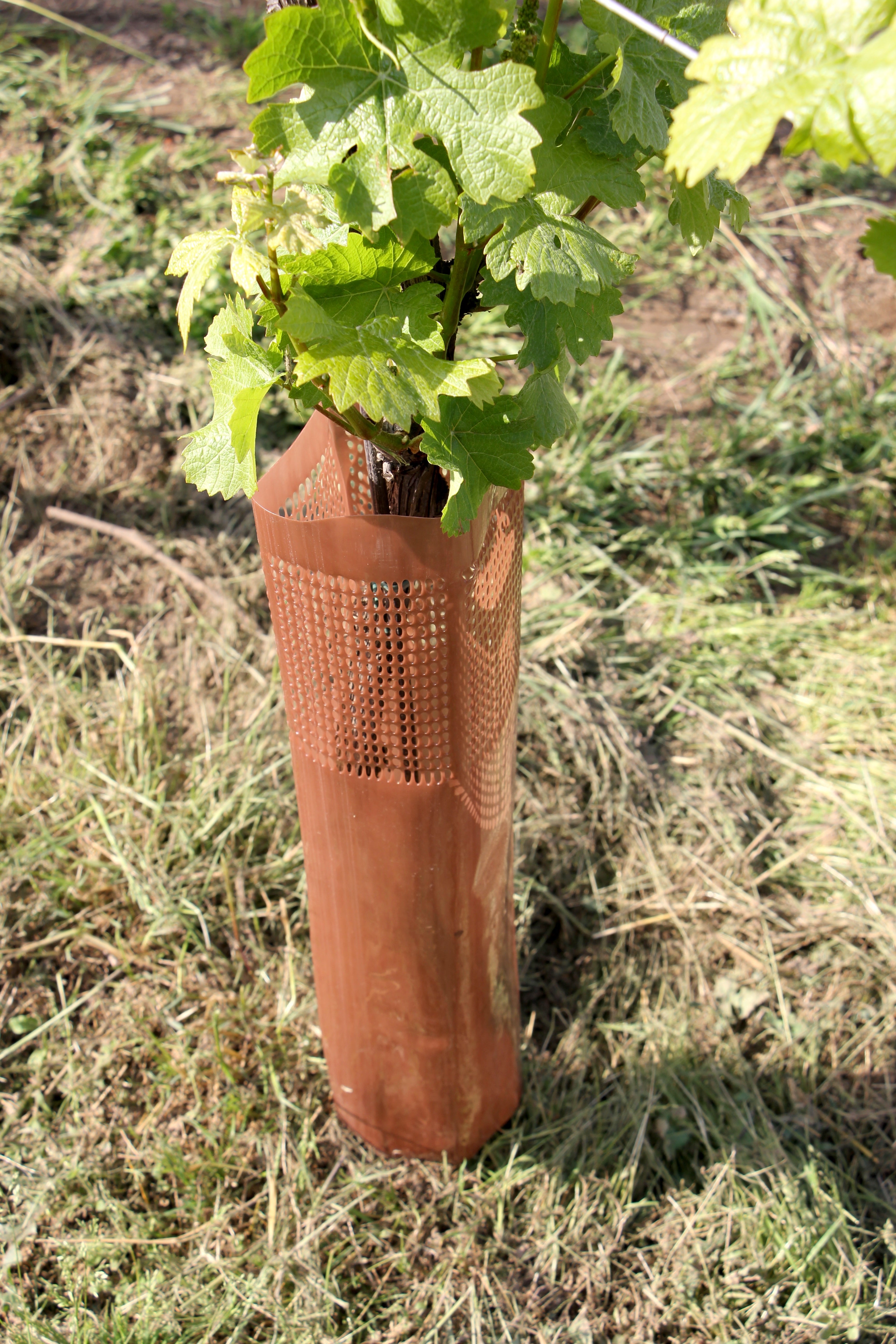 Shelter VINEX per barbatelle e giovani viti