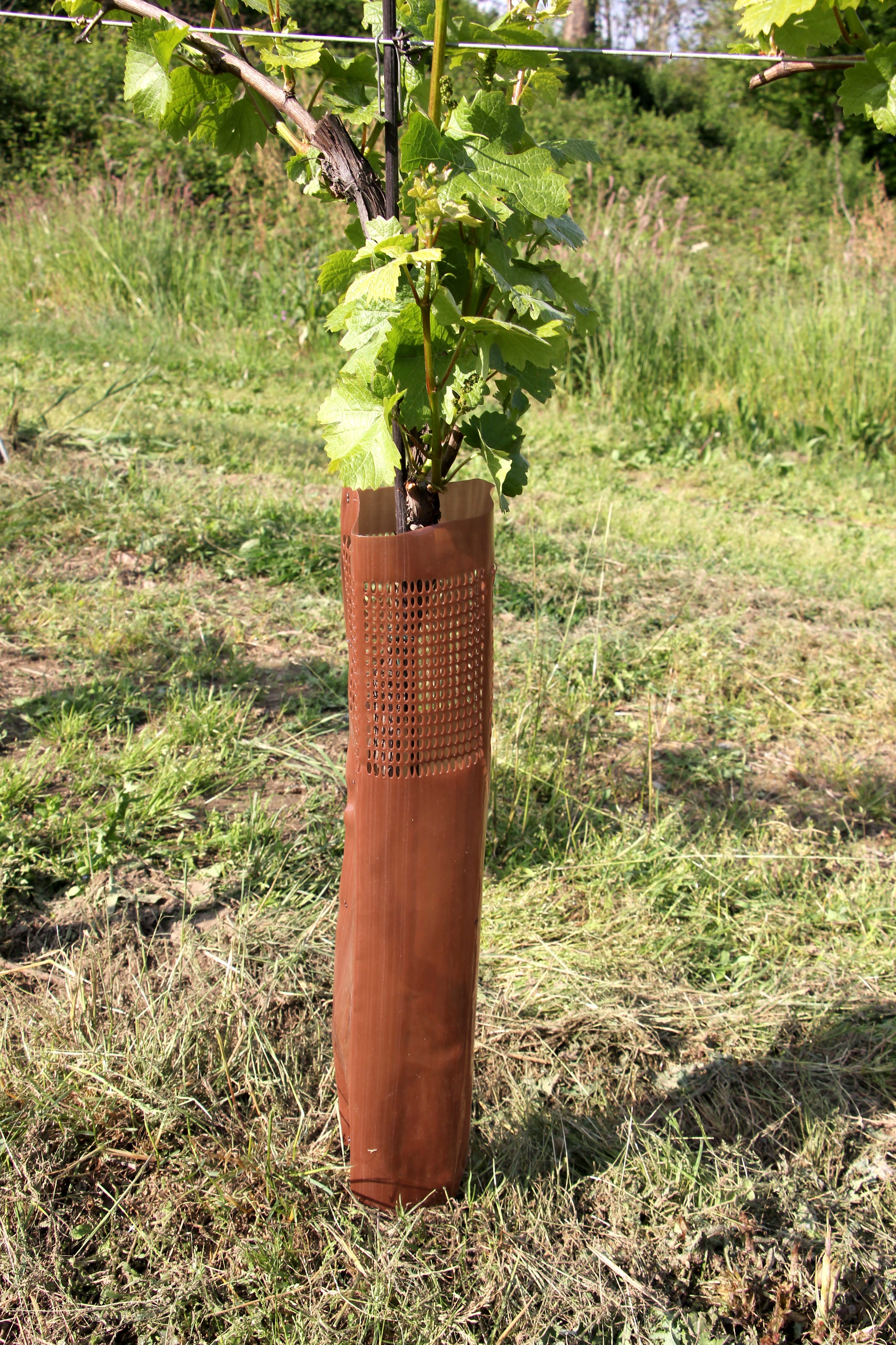 Shelter VINEX per barbatelle e giovani viti