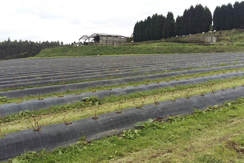AgriCover PRO – Telo pacciamatura anti - erba professionale - Arbri Store - Pacciamatura