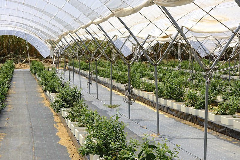 AgriCover PRO – Telo pacciamatura anti - erba professionale - Arbri Store - Pacciamatura