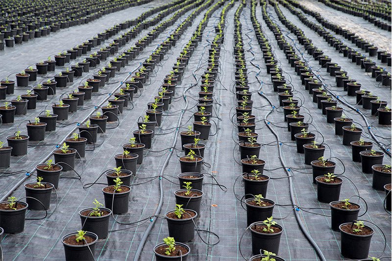 AgriCover PRO – Telo pacciamatura anti - erba professionale - Arbri Store - Pacciamatura