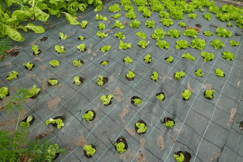 AgriCover - Telo per pacciamatura - Arbri Store - Feltro pacciamatura