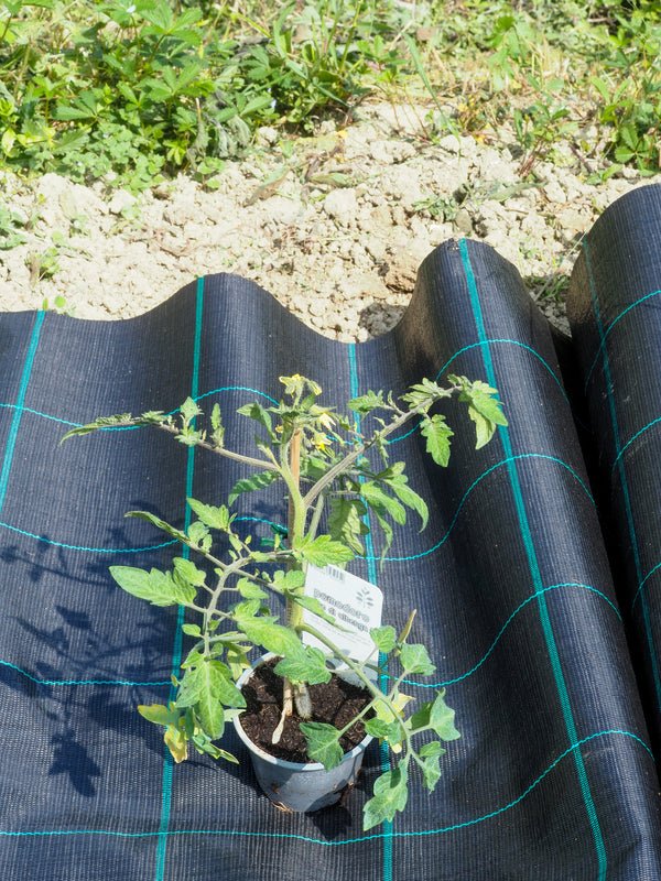 AgriCover - Telo per pacciamatura - Arbri Store - Feltro pacciamatura