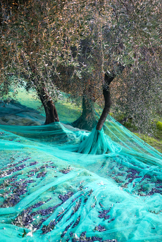OliveNet™ - Reti e teli per la raccolta delle olive