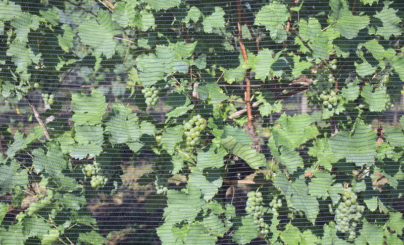 Protecta – Rete antigrandine per giardino e orto
