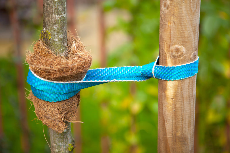 Professionelle Pflanzenlehrer