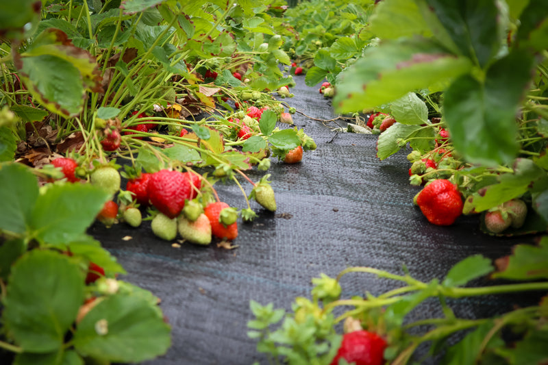 AgriCover - Mulchfolie