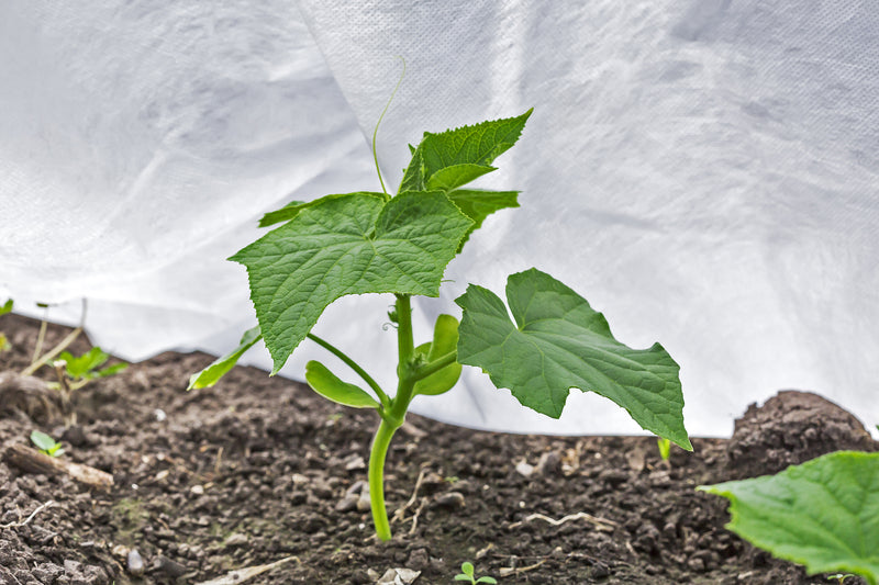 HortiVelo PRO 30 – Velo antigelo TNT 30 g/m² professionale