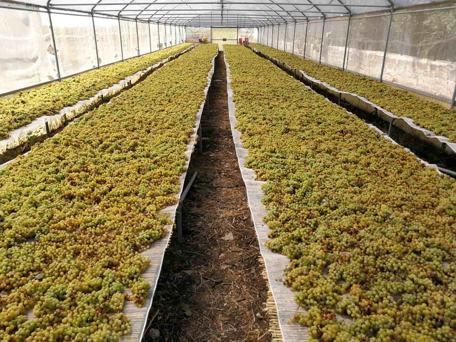 DryNet™ – Rete per essiccazione alimenti - Arbri Store - rete in plastica