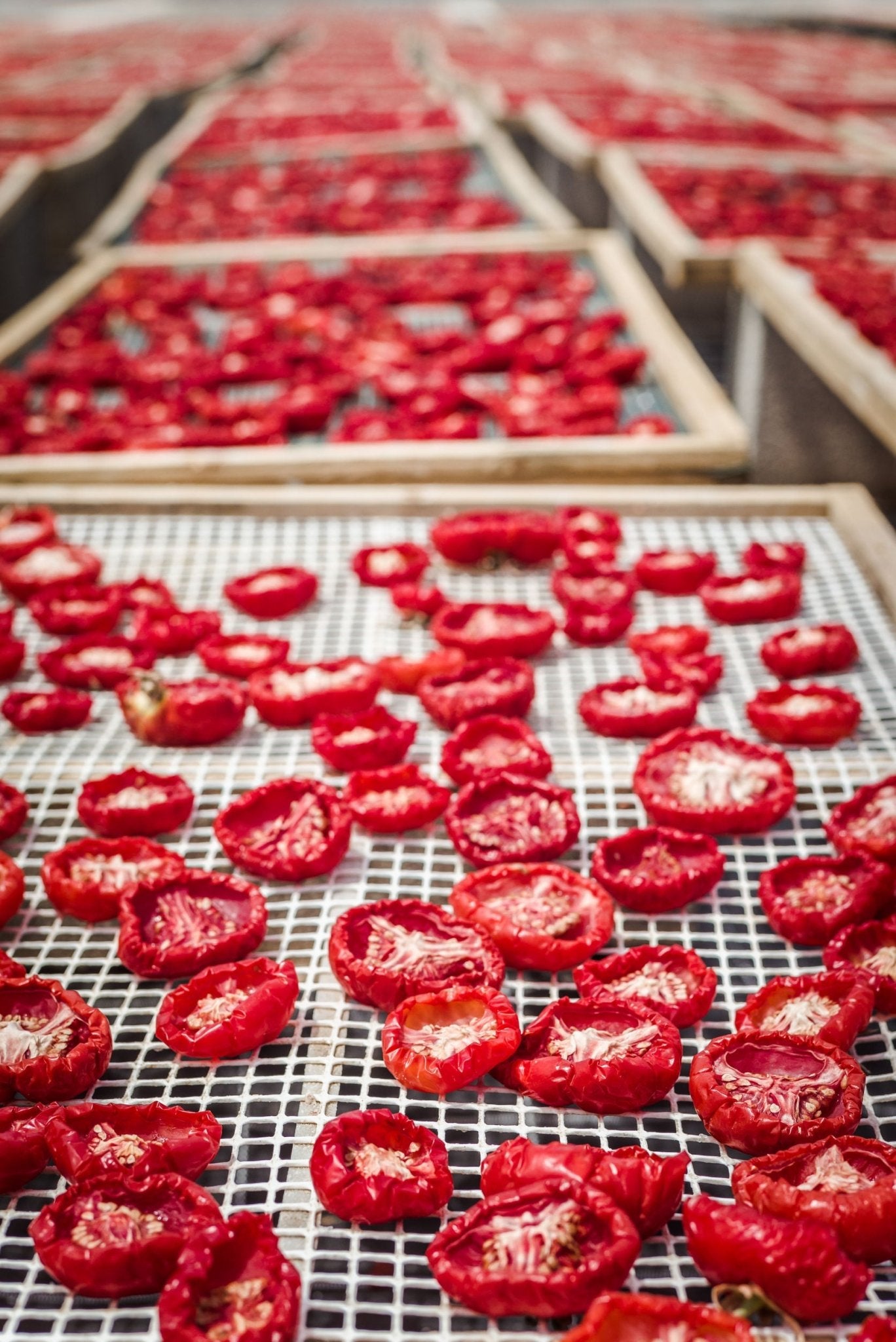 DryNet™ – Rete per essiccazione alimenti - Arbri Store - rete in plastica