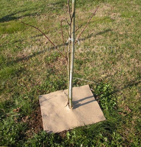 Feltro pacciamatura in fibra naturale 400g/m² - Arbri Store - Feltro pacciamatura