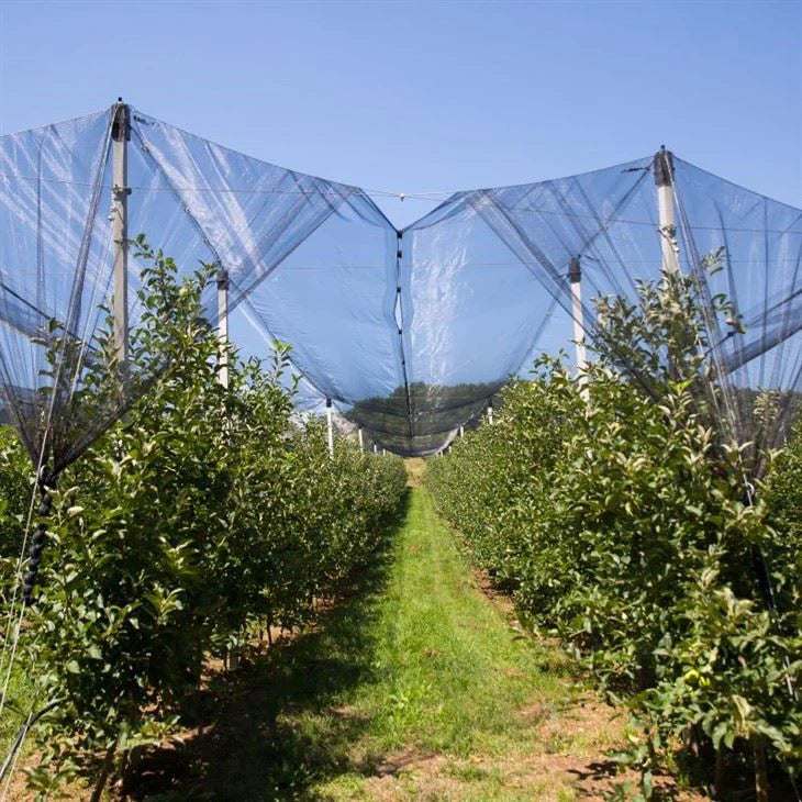 Protecta ULTRA – Rete antigrandine monofilo LenoWave per frutteto e vigneto