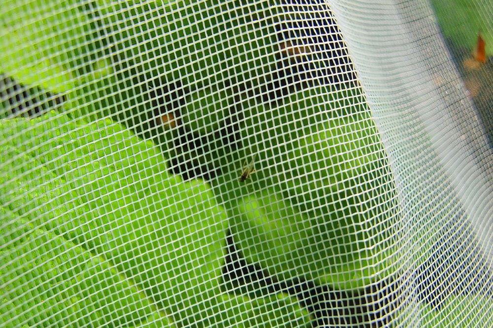 InsectNet – Rete antinsetto a maglia fine per frutteto e vigneto - Arbri Store - Rete antinsetto
