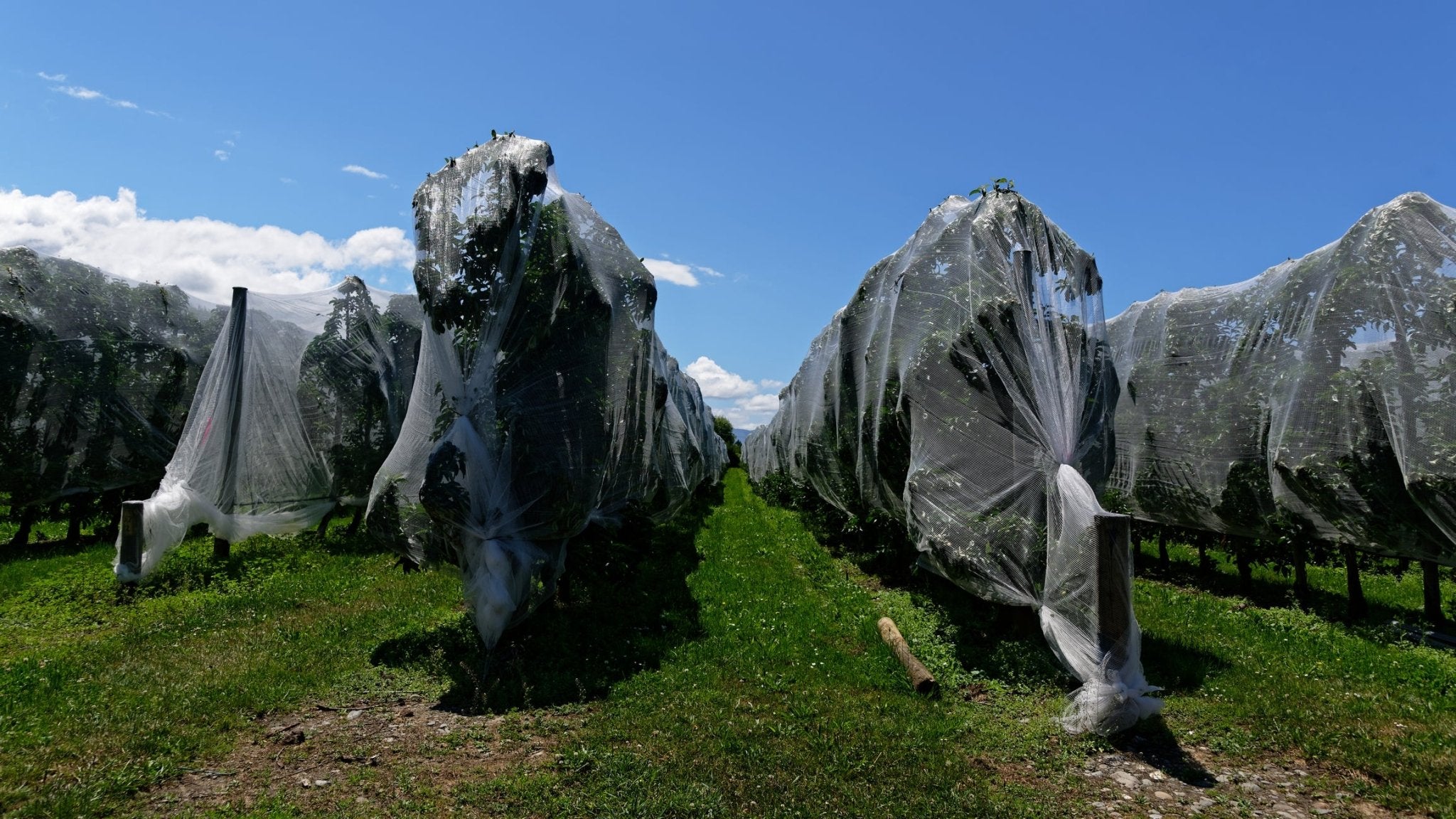 InsectNet – Rete antinsetto a maglia fine per frutteto e vigneto - Arbri Store - Rete antinsetto