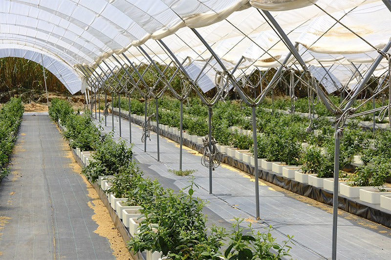 AgriCover PRO – Telo pacciamatura anti-erba professionale