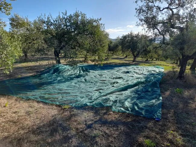 OliveNet Light – Telo leggero pronto per raccolta olive - Arbri Store - Reti raccolta olive