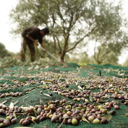OliveNet Light – Telo leggero pronto per raccolta olive - Arbri Store - Reti raccolta olive
