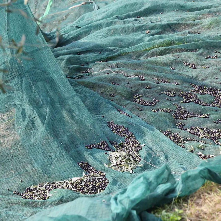 OliveNet PRO – Rete antispina pesante per raccolta olive - Arbri Store - Reti raccolta olive