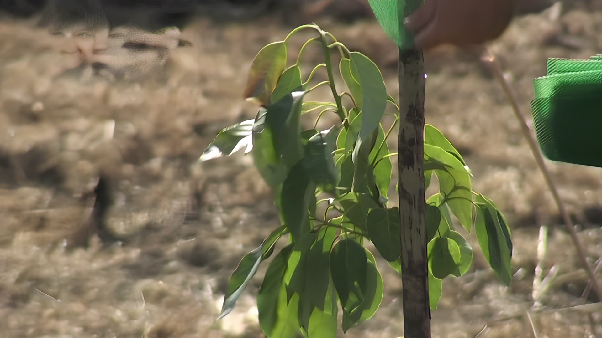 Carica video: 