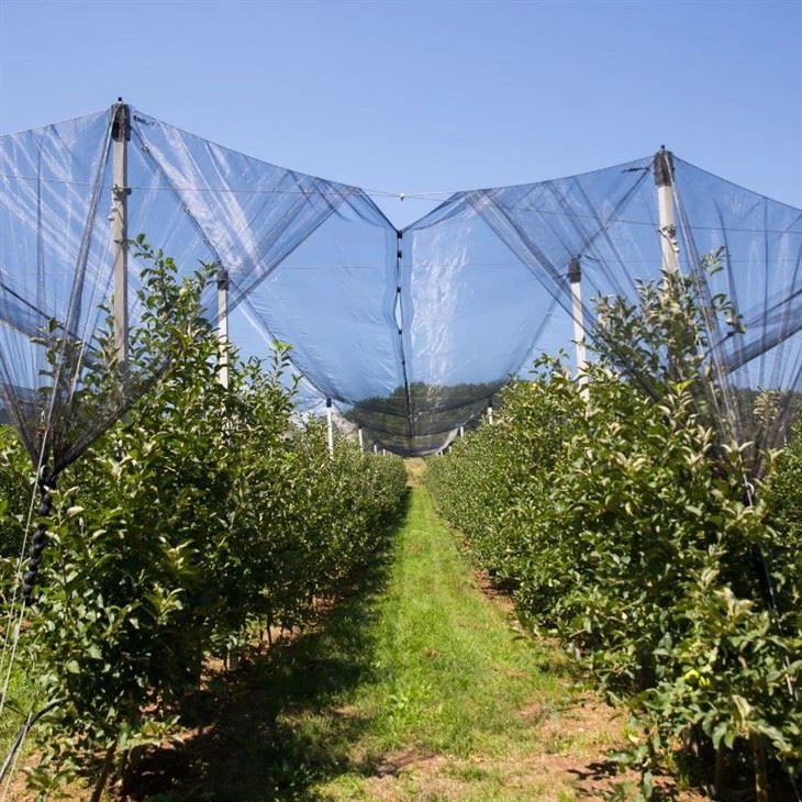Protecta ULTRA – Rete antigrandine monofilo LenoWave per frutteto e vigneto - Arbri Store - Reti antigrandine