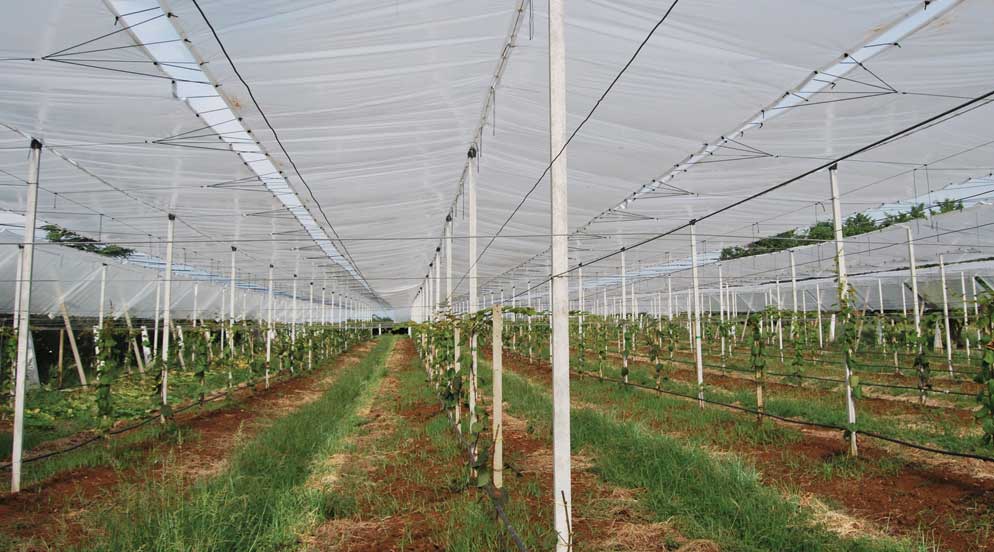 RainCover – Telo antipioggia anti - cracking per frutteto - Arbri Store - Telo antipioggia