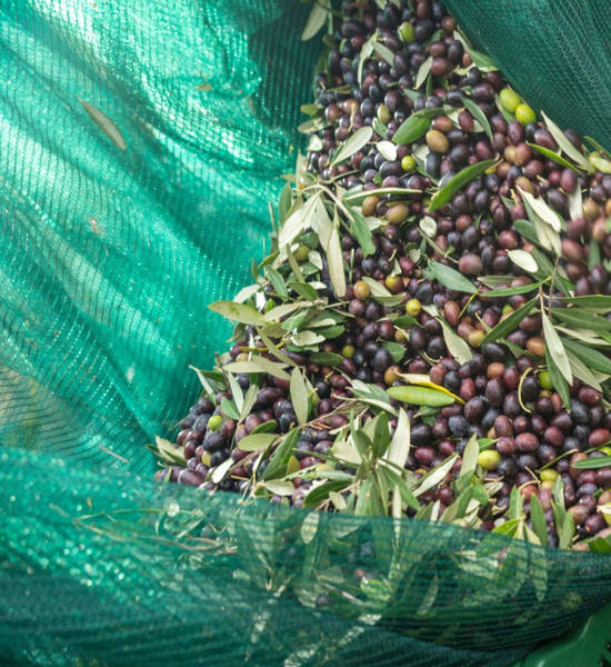 OliveNet PRO – Rete antispina pesante per raccolta olive