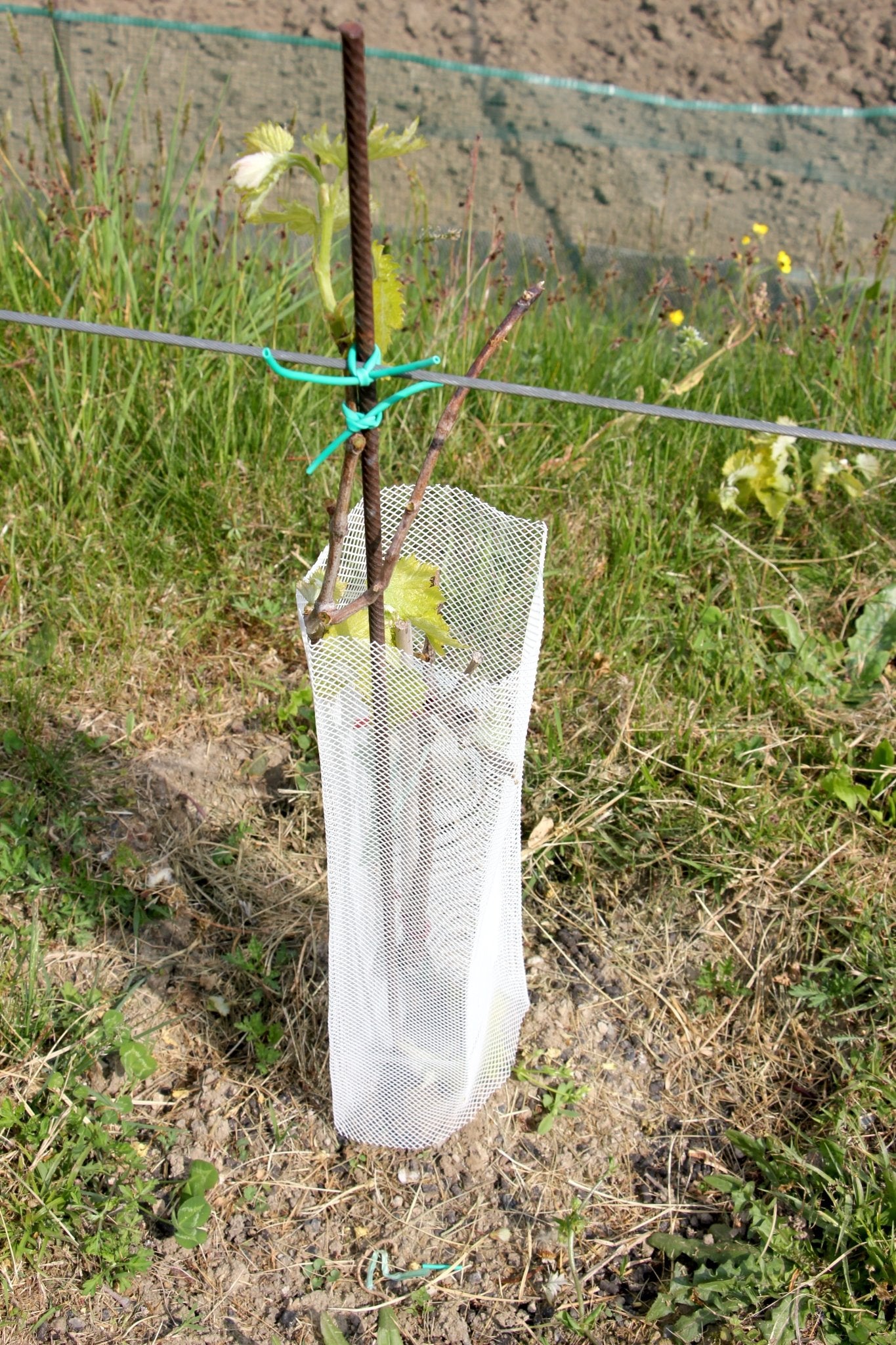 Shelter Bio RODEX – Protezione biodegradabile per piante in ambienti esigenti - Diam. 140mm - Arbri Store - Supporti per piante