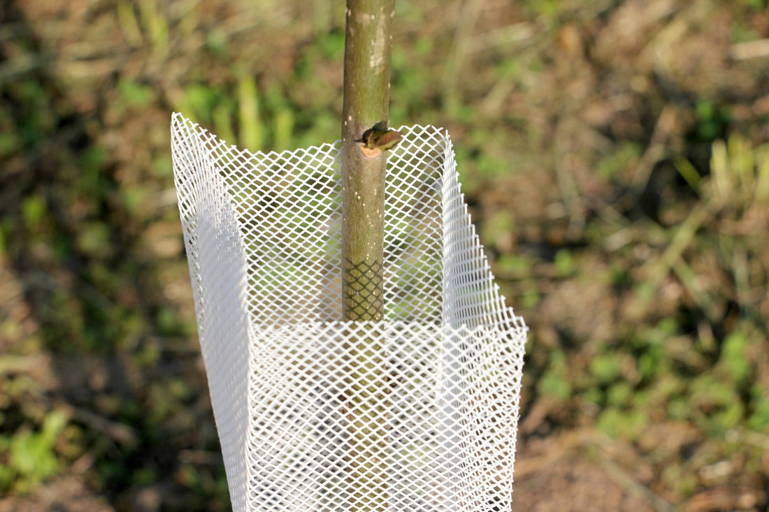 Shelter Bio RODEX – Protezione biodegradabile per piante in ambienti esigenti - Diam. 140mm - Arbri Store - Supporti per piante